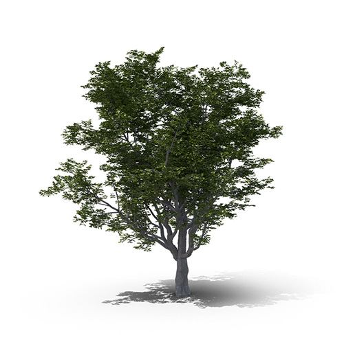English Ash Wood Tree on white background