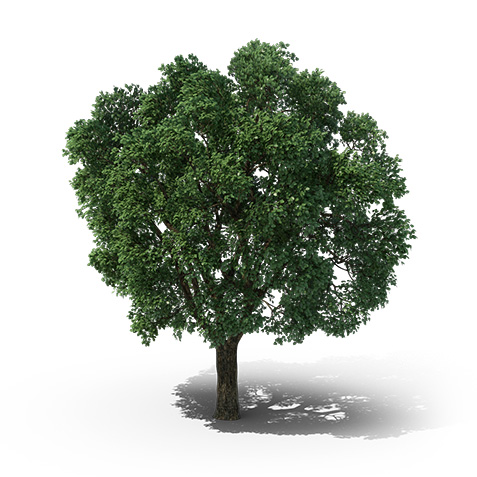 Elm tree with white background