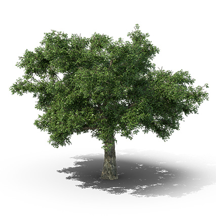 Prime English Oak tree on white background