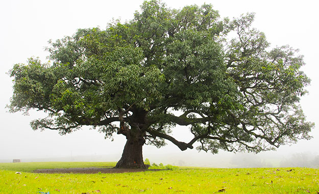 oak tree used for bespoke furniture